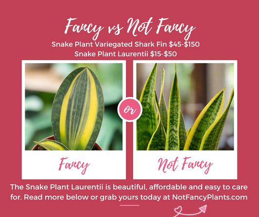 This Weeks *Not Fancy Plant* Snake Plant Laurentii