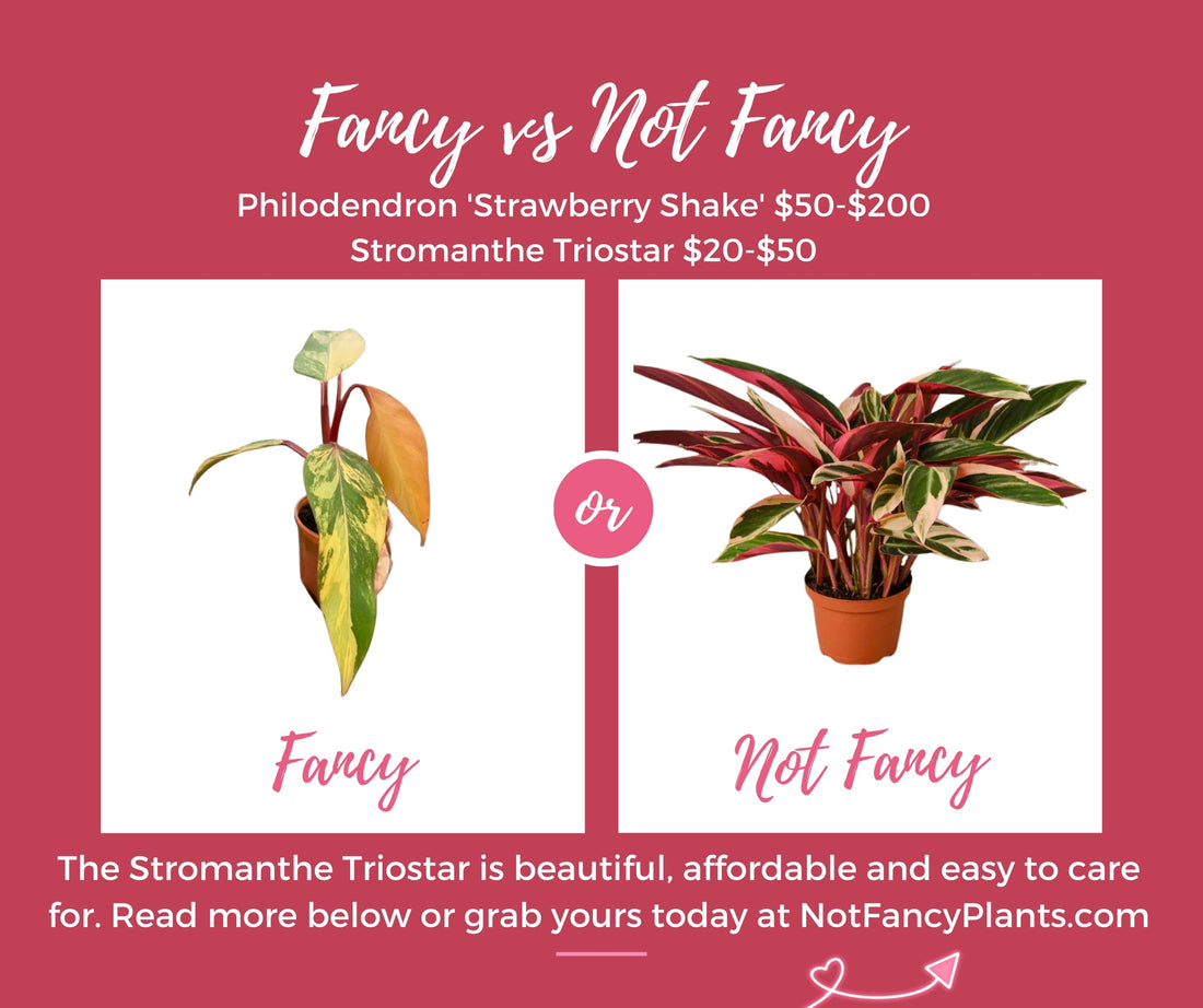 This Weeks *Not Fancy Plant* Stromanthe Triostar