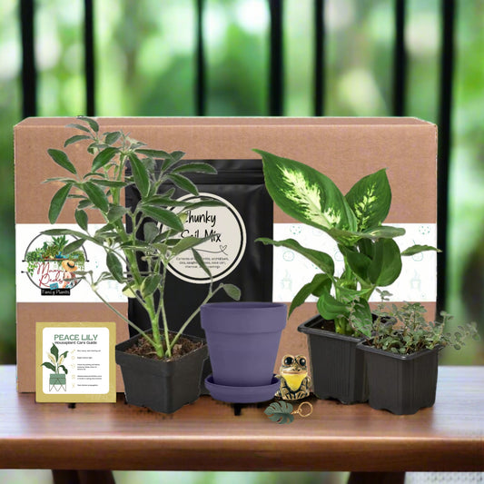 NEW! Monthly Plants Subscription Boxes are here!