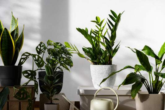 Easy To Care For Houseplants