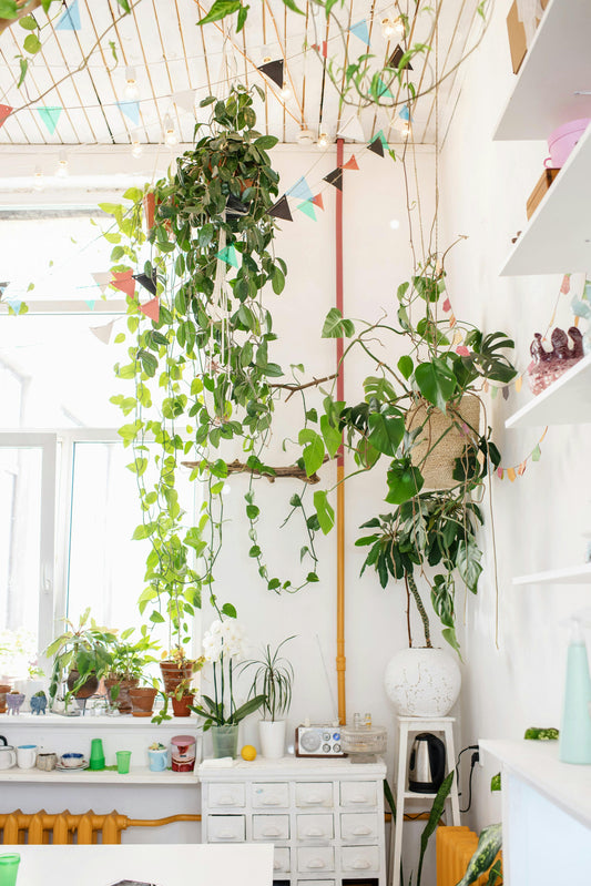 Five Air Purifying Plants For Your Home