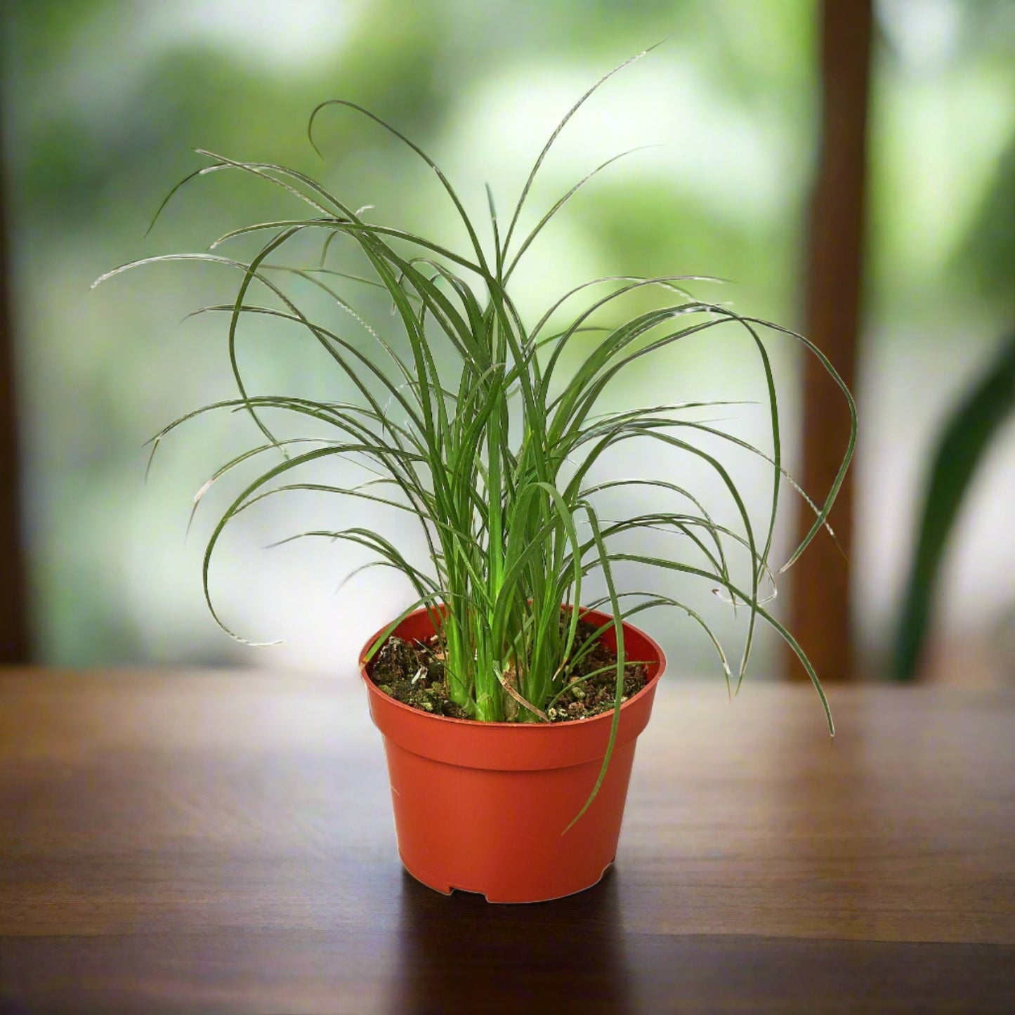 Ponytail Palm Beaucarnea Recurvata