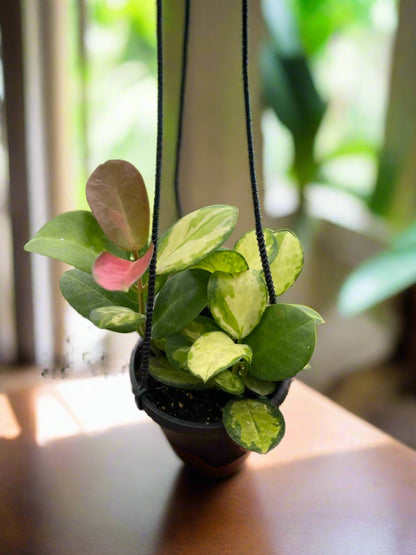 Hoya 'Lisa' Australis Ssp Tenuipes