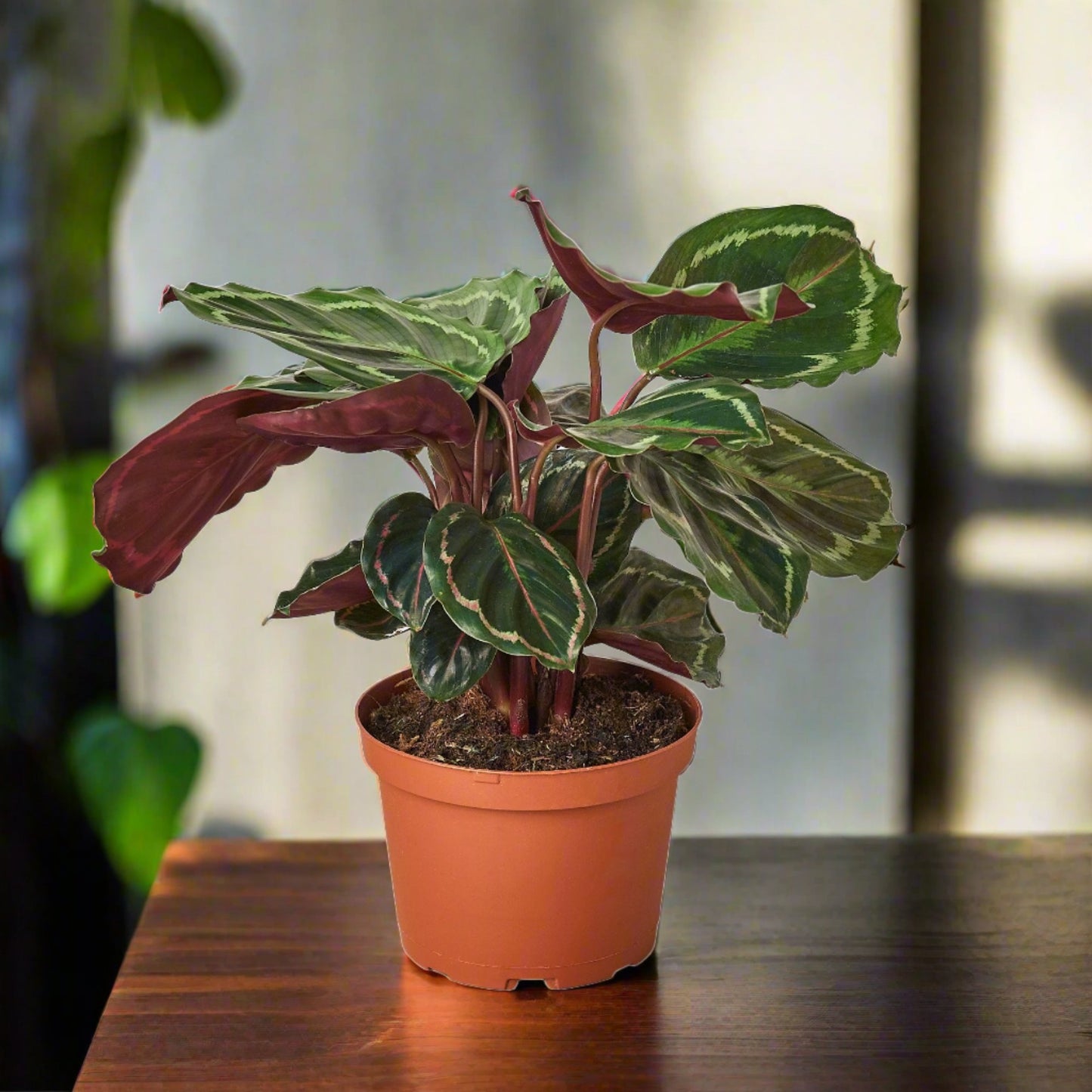 Calathea Roseopicta Medallion Prayer Plant