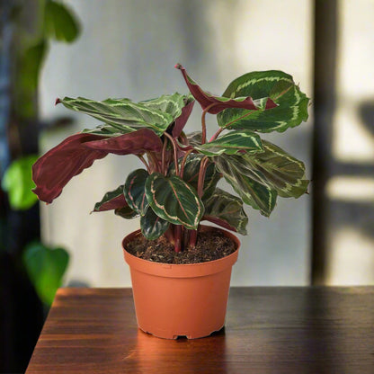 Calathea Roseopicta Medallion Prayer Plant