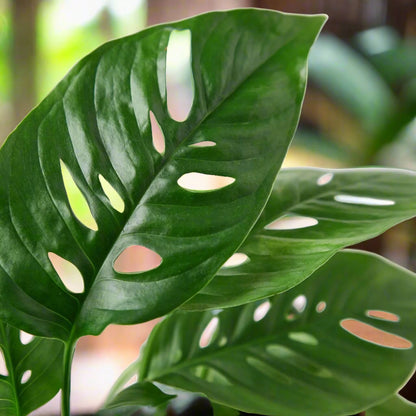 Monstera Adansonii 'Swiss Cheese'