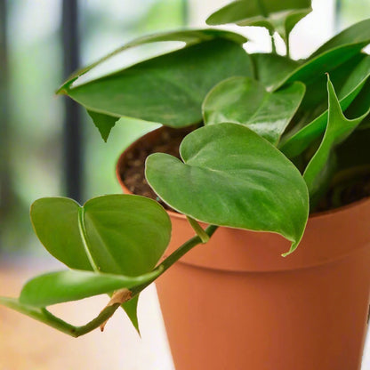 Philodendron Cordatum Heartleaf