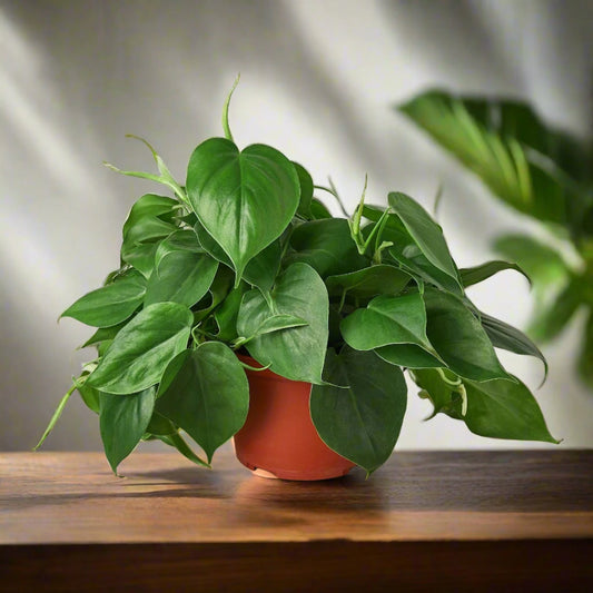 Philodendron Cordatum Heartleaf Indoor Potted Plant
