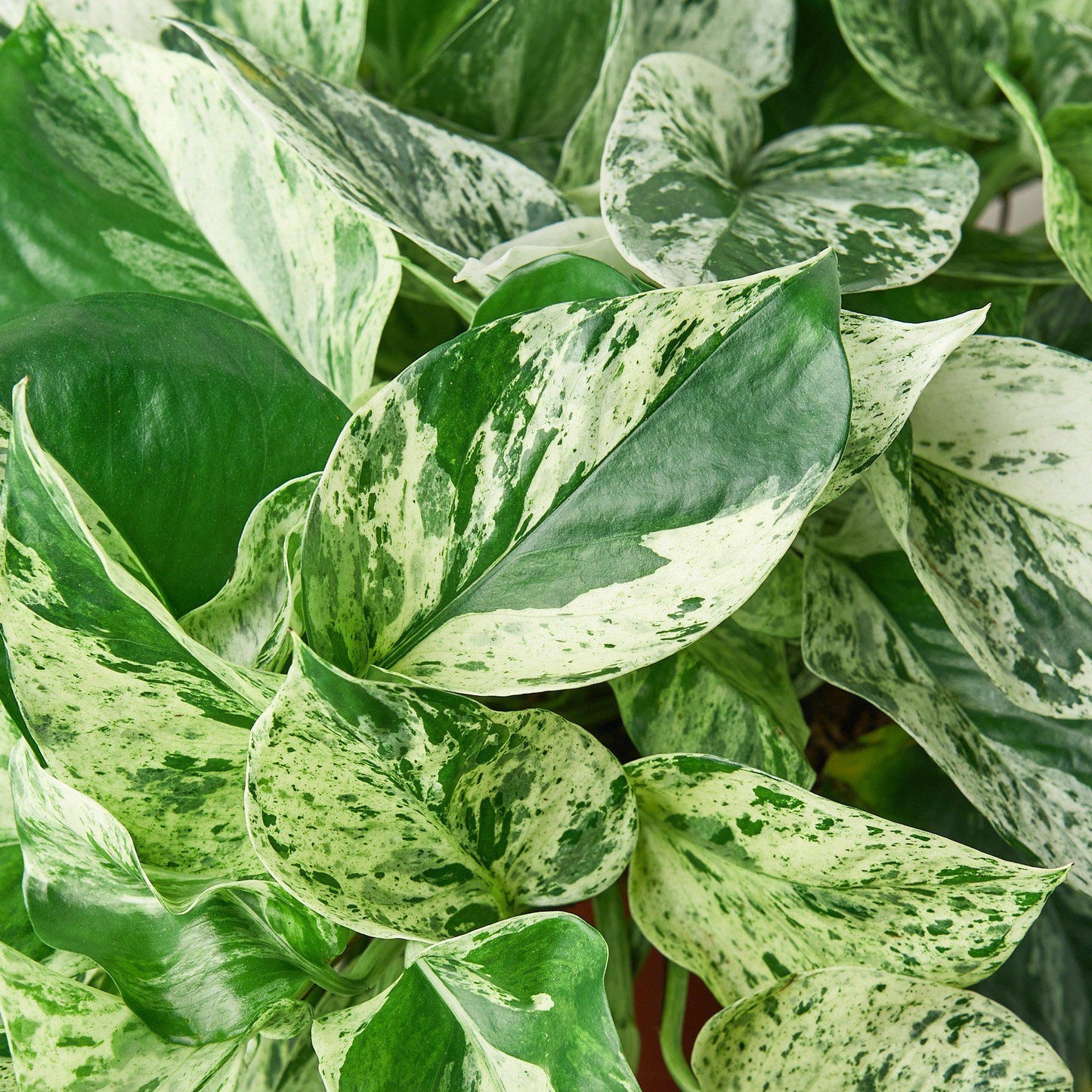 Pothos 'Marble Queen' Epipremnum Aureum