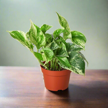 Pothos 'Marble Queen' Epipremnum Aureum