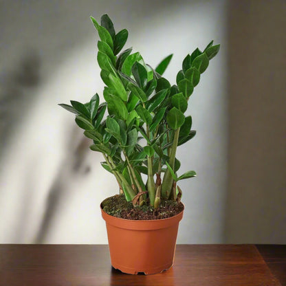 Zamioculcas Zamiifolia ZZ Plant