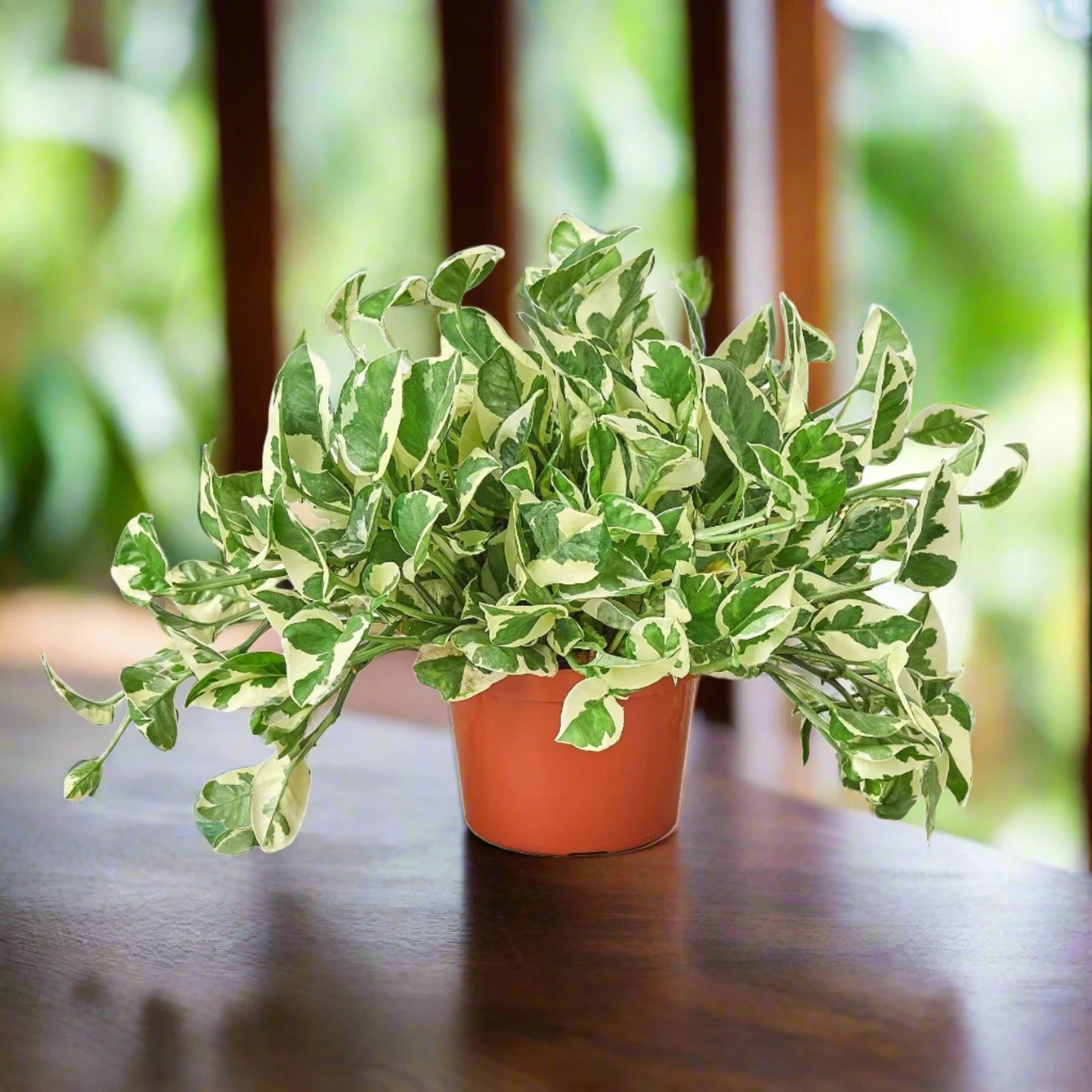 Pothos 'N Joy' Epipremnum Aureum