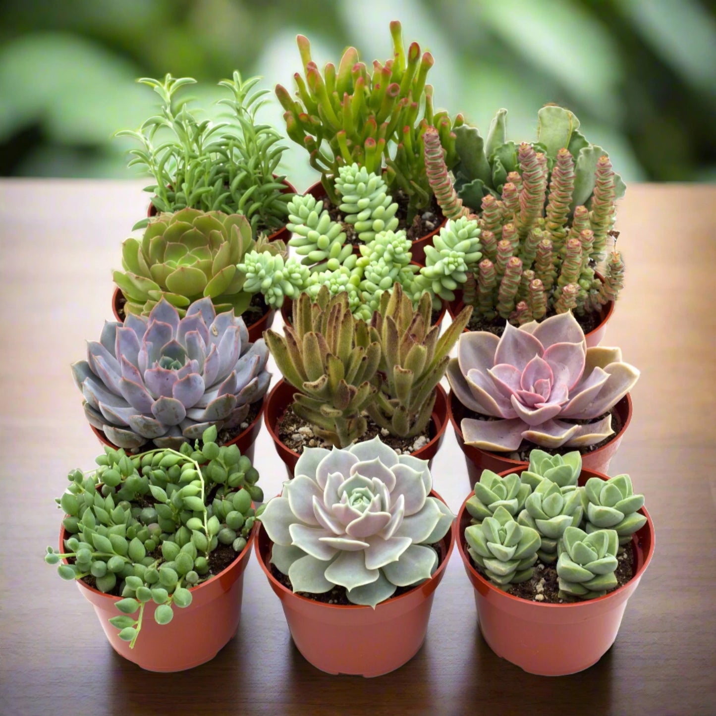 Succulent Variety Pack Assortment | 3 Styles