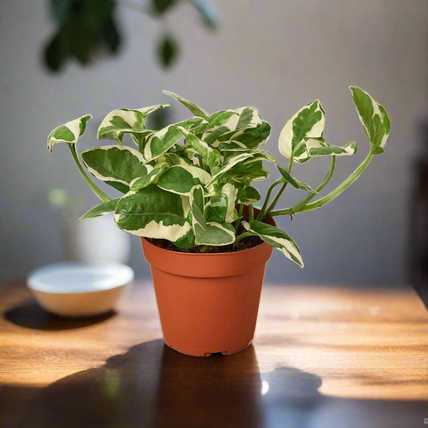 Pothos 'N Joy' Epipremnum Aureum