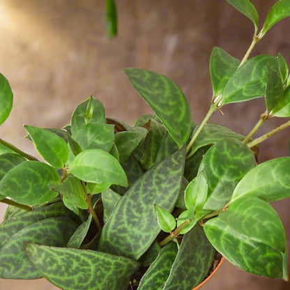 Lipstick Plant Black Pagoda Aeschynanthus Radicans