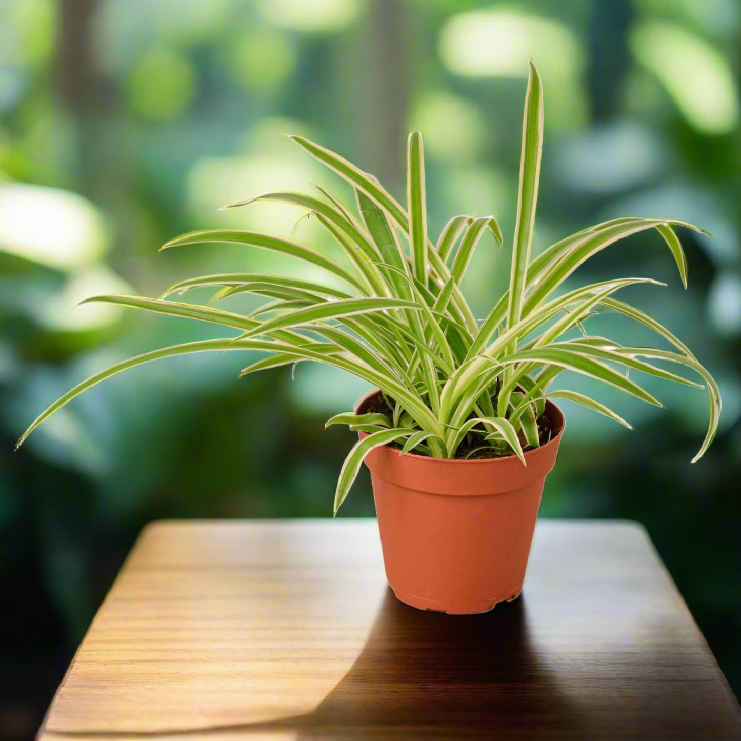 Spider Plant 'Reverse' Chlorophytum Comosum