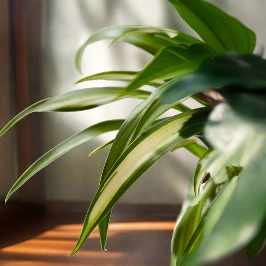 Spider Plant 'Hawaiian' Chlorophytum Comosum