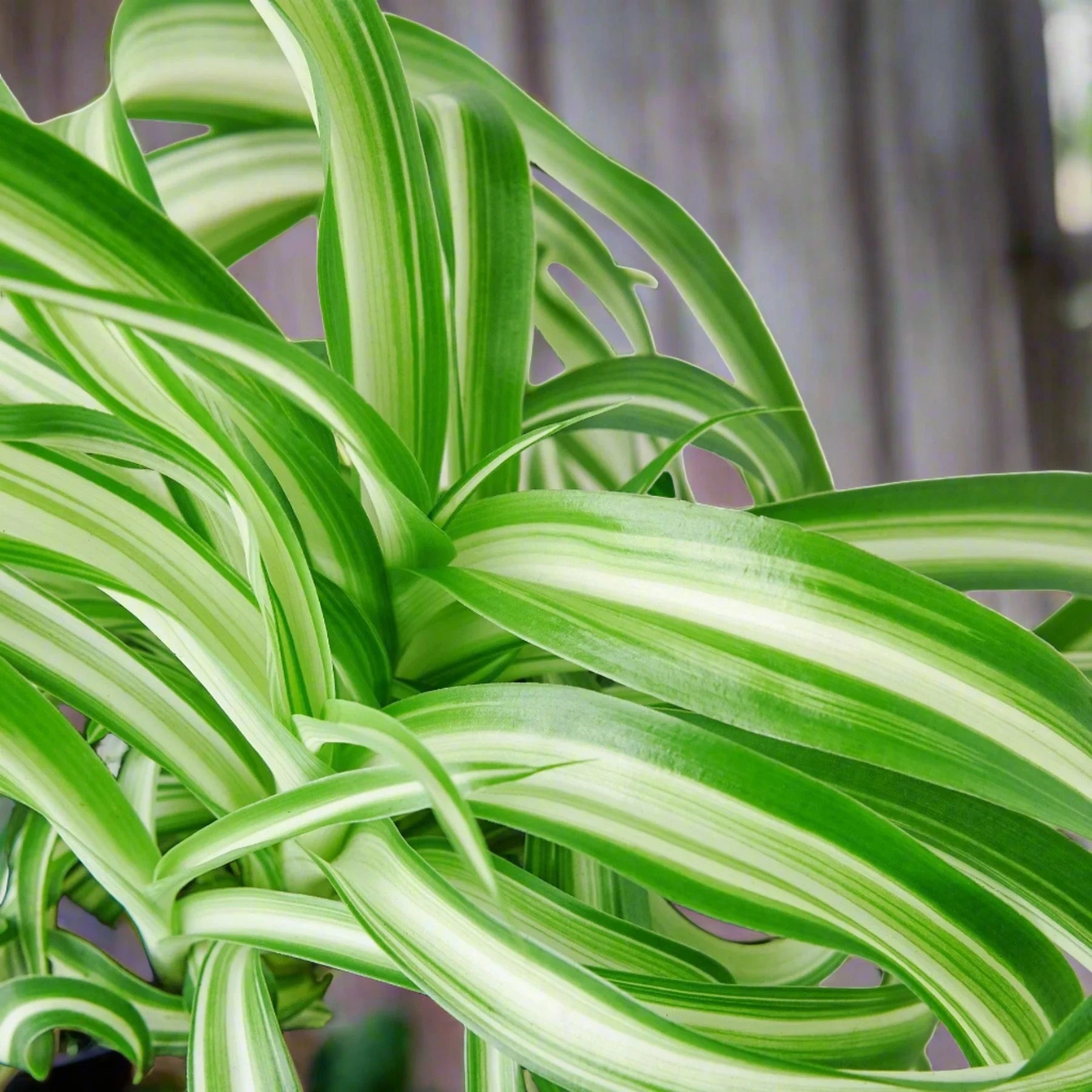 Spider Plant Bonnie Chlorophytum Comosum Live Potted Houseplant