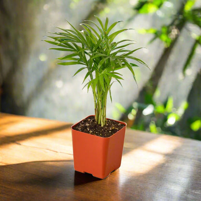 Parlor Palm Chamaedorea Elegans