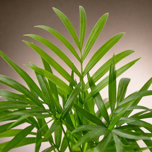 Parlor Palm Chamaedorea Elegans Houseplant Potted Live Indoor Plant