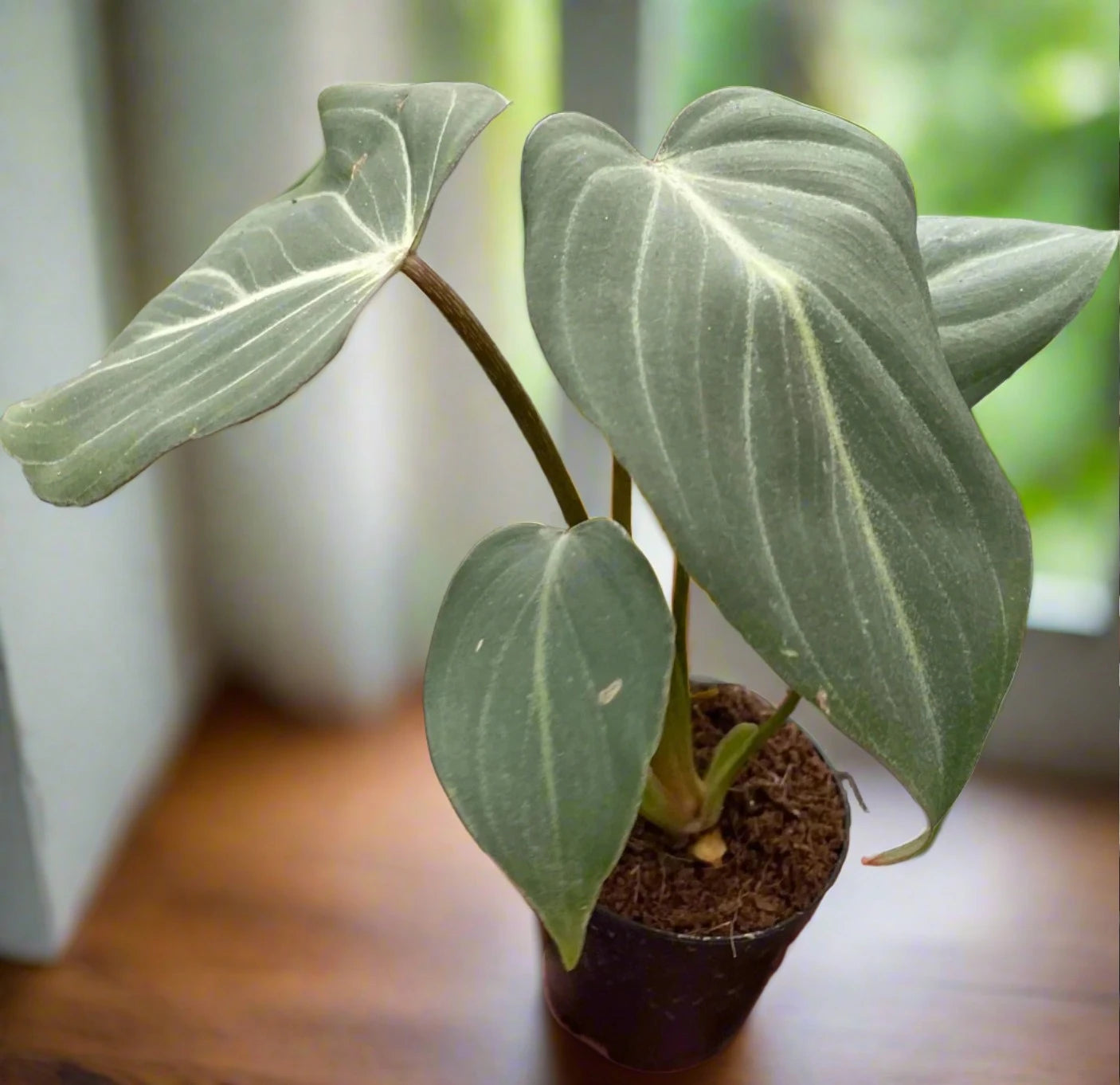 Philodendron Gloriosum 'Zebra'