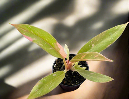 Philodendron 'Variegated Ring of Fire' Wendlandii X P Tortum