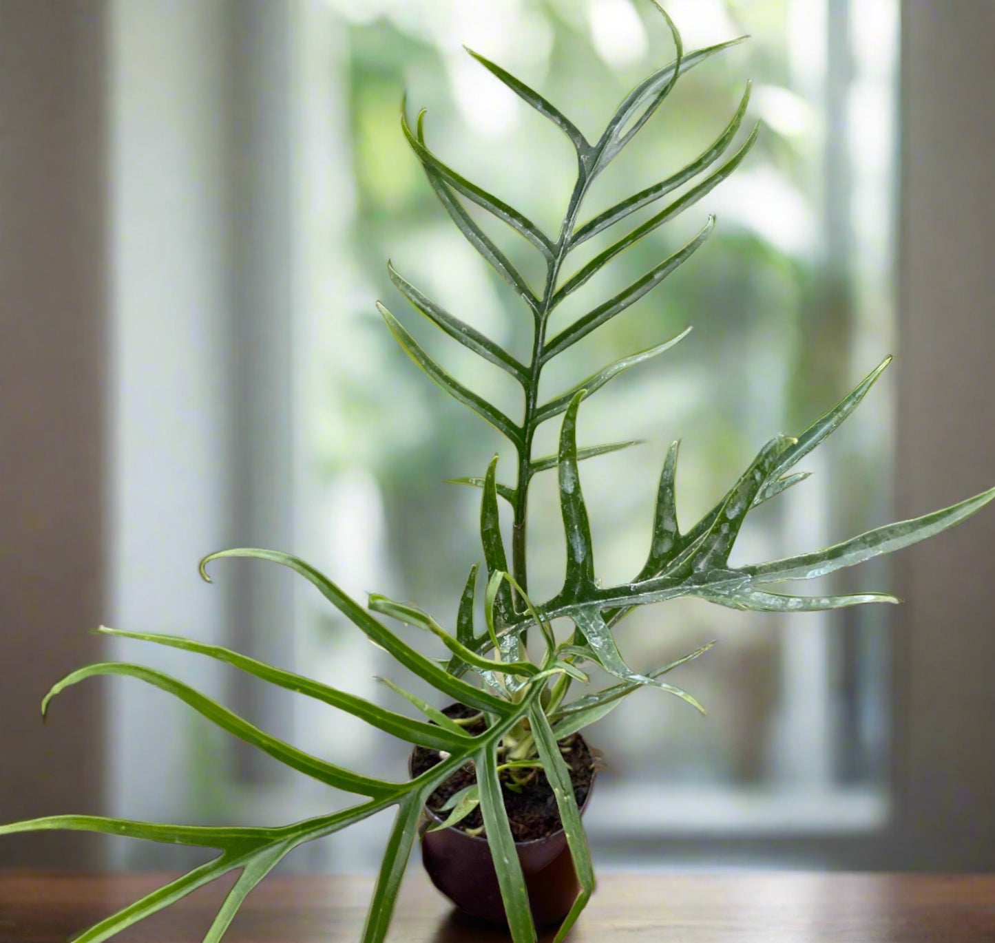 Philodendron 'Tortum' Bipinattifidum