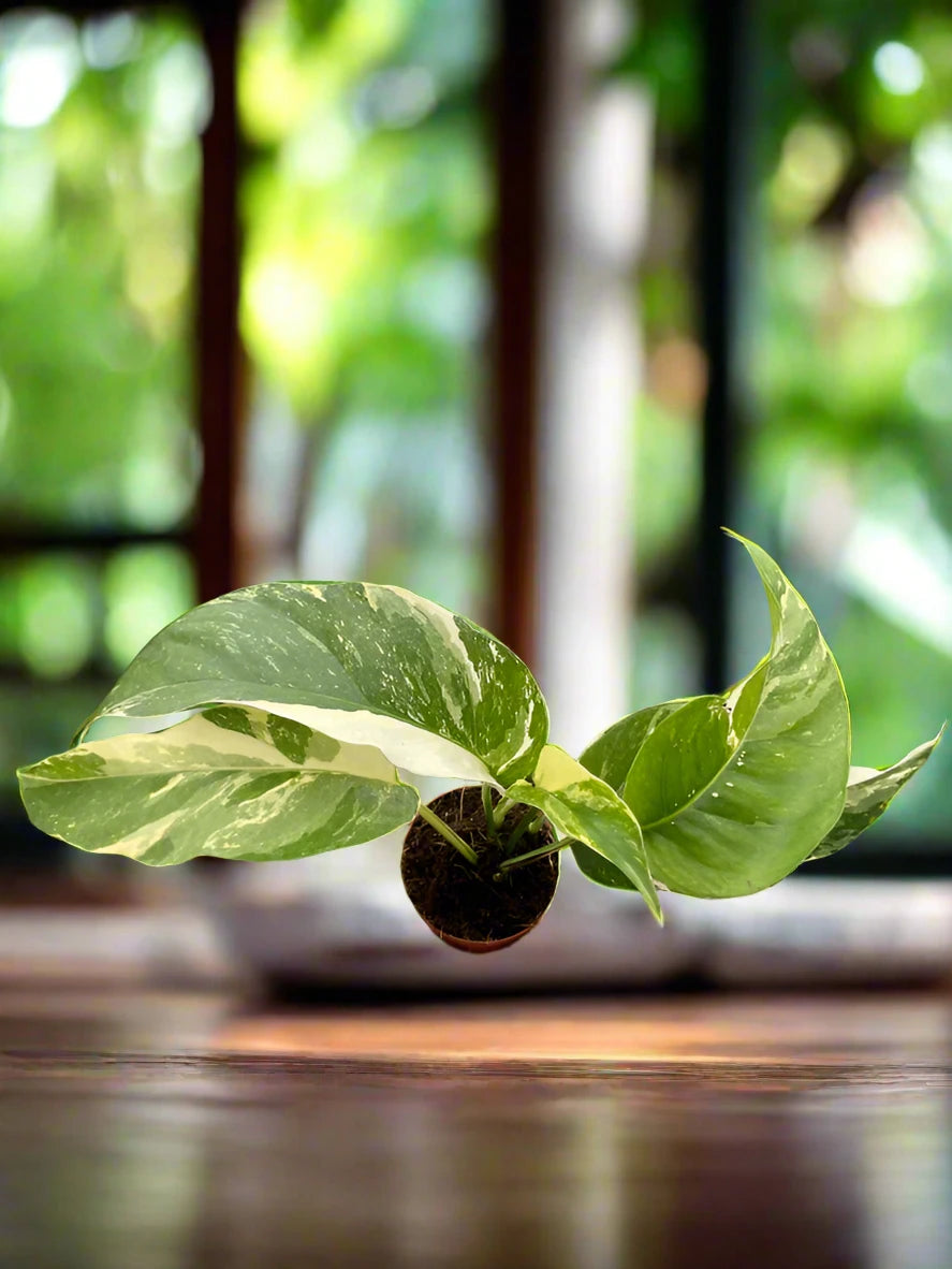 Pothos 'Albo Variegata' Epipremnum Pinnatum