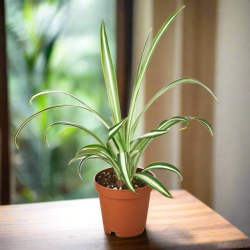 Spider Plant 'Reverse' Chlorophytum Comosum