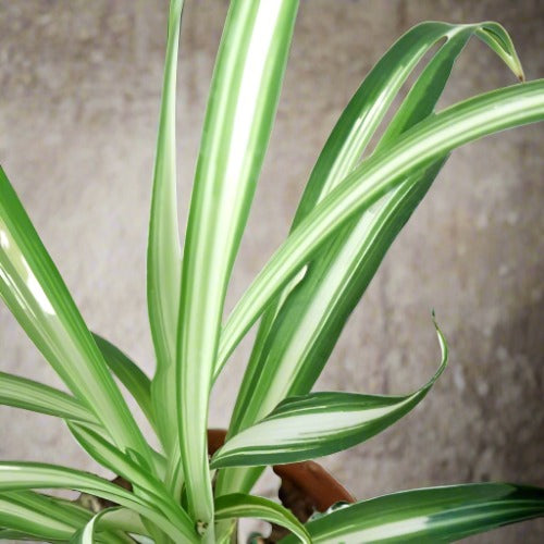 Spider Plant 'Reverse' Chlorophytum Comosum