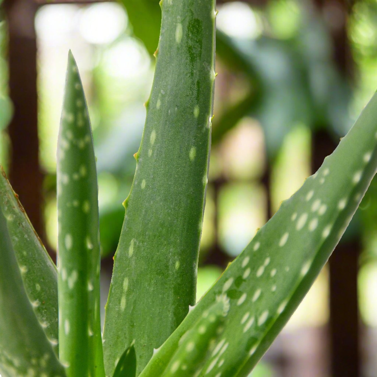 Aloe Vera live indoor potted houseplant plant