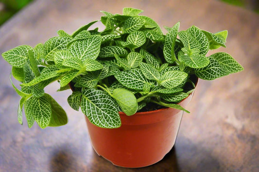 Fittonia White Nerve Plant Albivenis Indoor Potted Live Plant