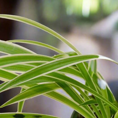 Spider Plant Reverse Chlorophytum Comosum