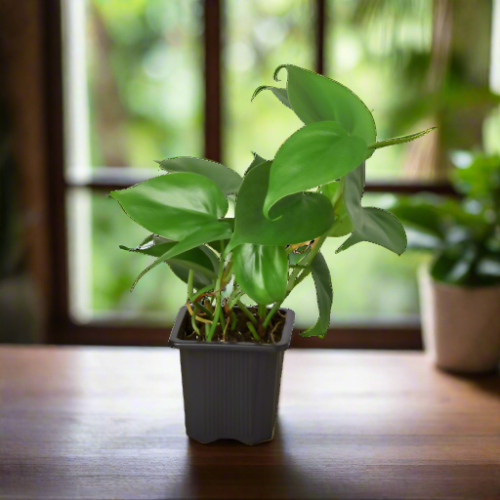 Philodendron Cordatum Heartleaf