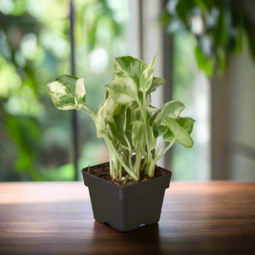 Pothos 'N Joy' Epipremnum Aureum