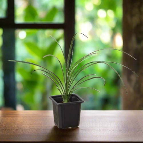 Ponytail Palm Beaucarnea Recurvata