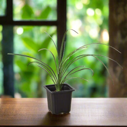 Ponytail Palm Beaucarnea Recurvata