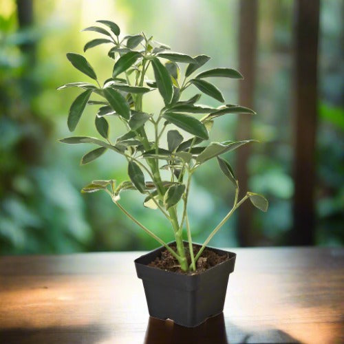 Schefflera Moonlight 'Umbrella Plant' Arboricola