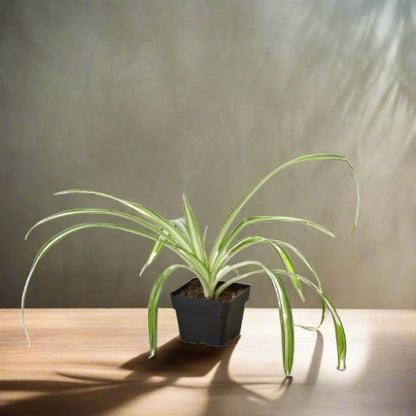 Spider Plant 'Reverse' Chlorophytum Comosum