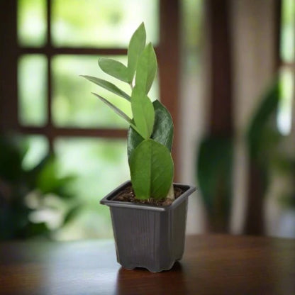 Zamioculcas Zamiifolia ZZ Plant