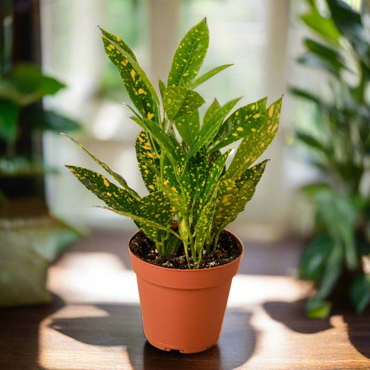 Croton Gold Dust Codiaeum Variegatum Live Indoor Potted Plant Houseplant House Plant