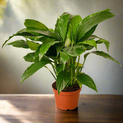 Spathiphyllum 'Peace Lily'