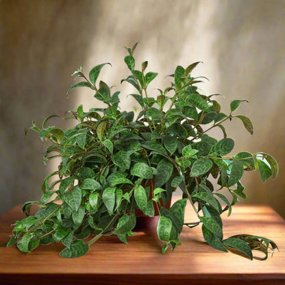 Lipstick Plant Black Pagoda Aeschynanthus Radicans