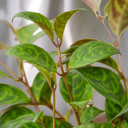 Lipstick Plant Black Pagoda Aeschynanthus Radicans