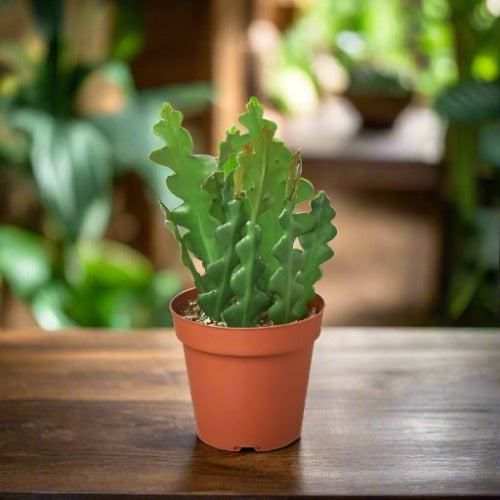 Epiphyllum 'Ric Rac' Cactus Cryptocereus Anthonyanus