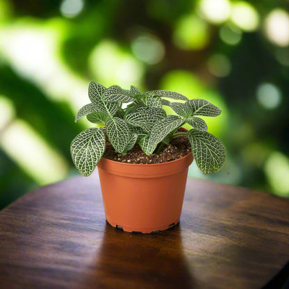 Fittonia 'White Nerve Plant' Albivenis