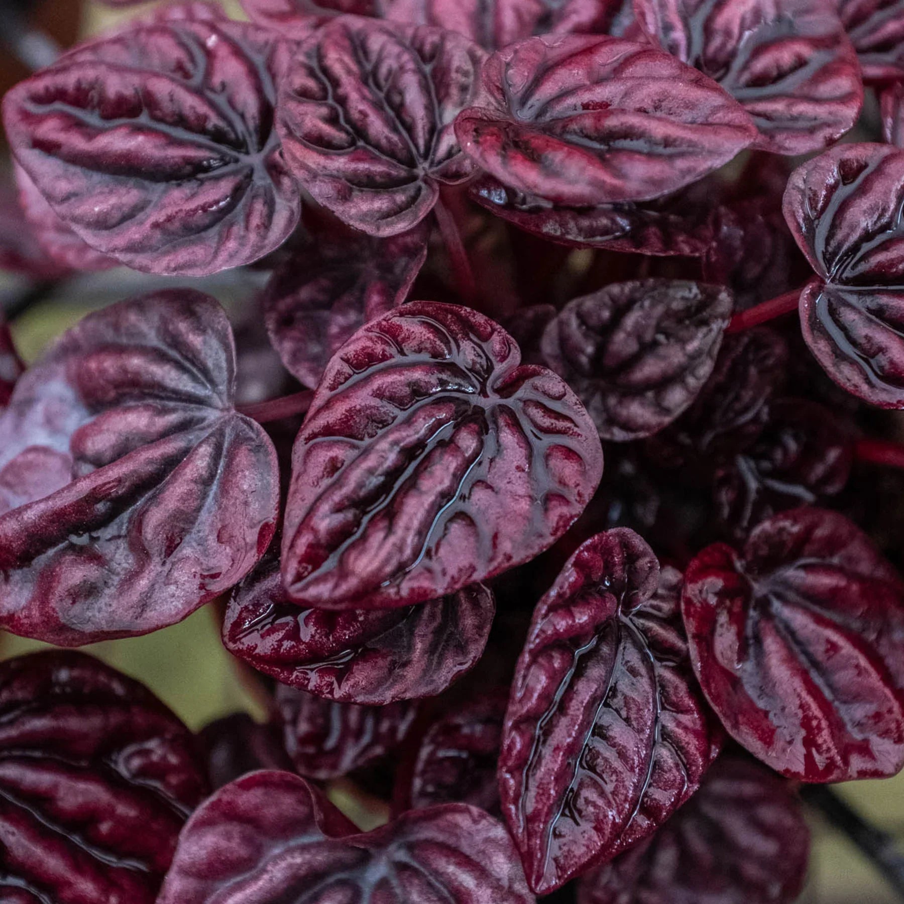 Peperomia Ripple Red House Plant