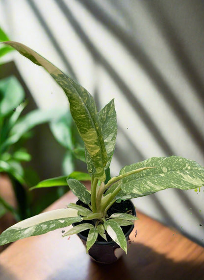 Philodendron 'Variegated Ring of Fire' Wendlandii X P Tortum