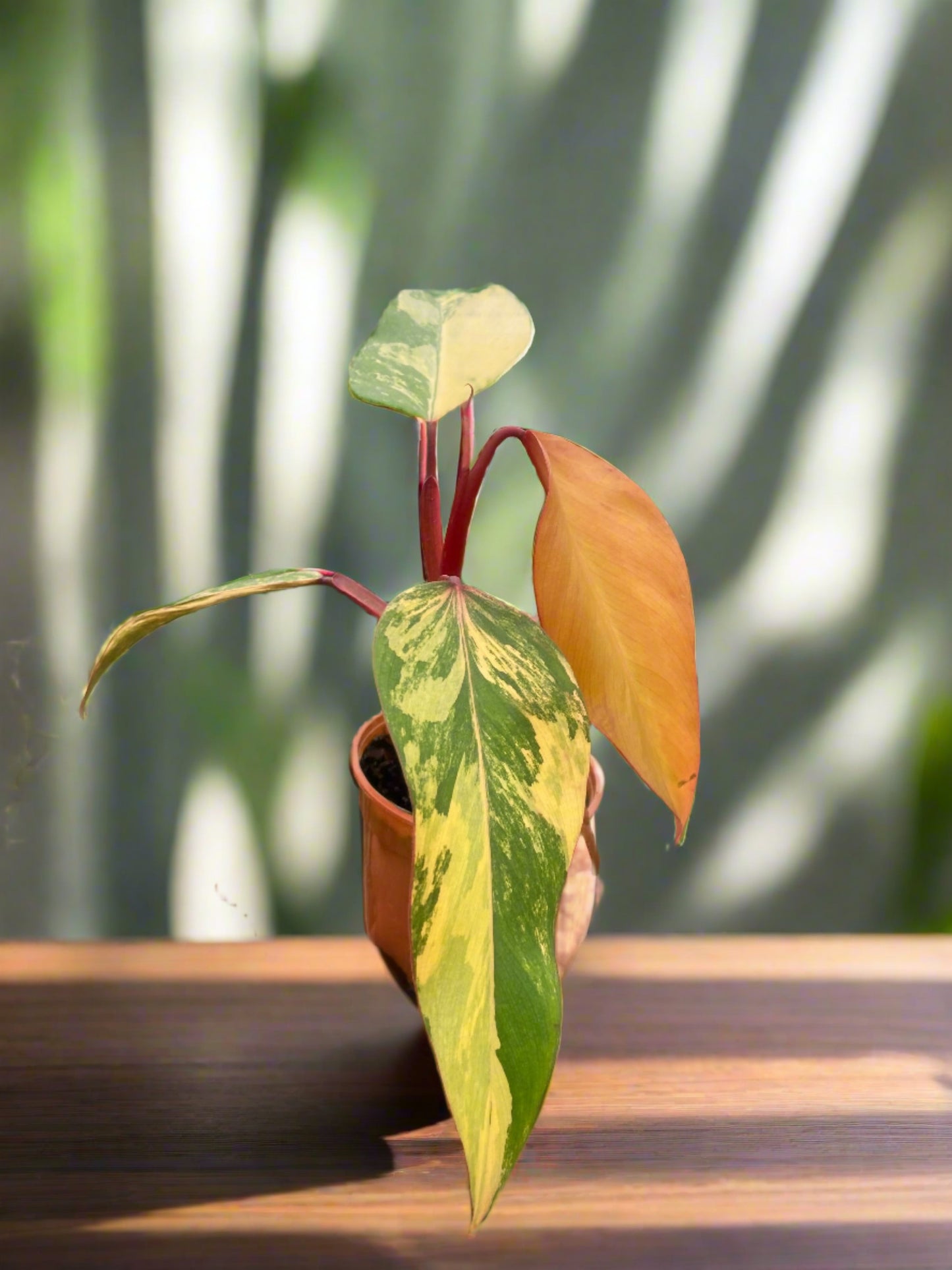 Philodendron Strawberry Shake Erubescens Hybrid