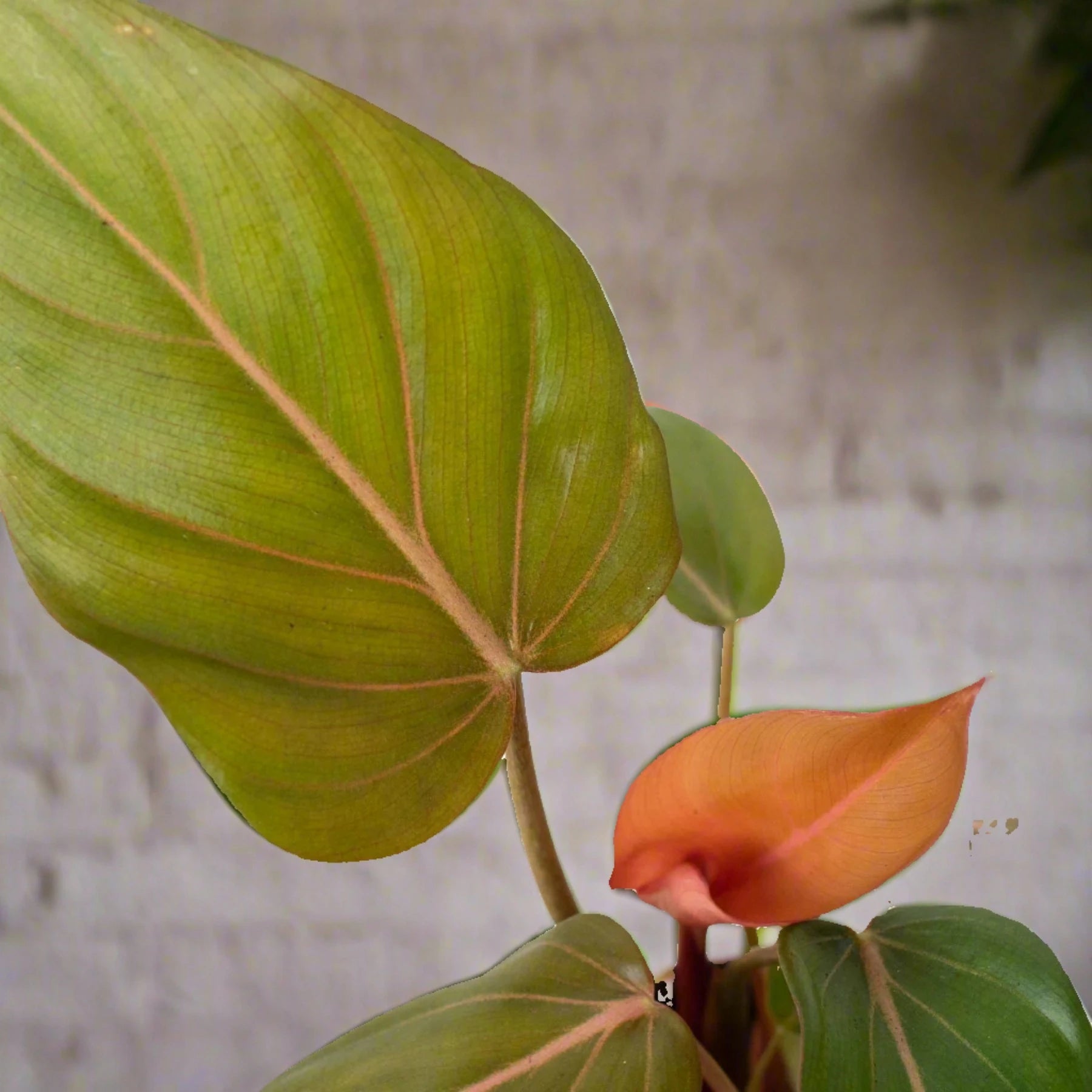 Philodendron Summer Glory Gloriosum Live Houseplant Delivered